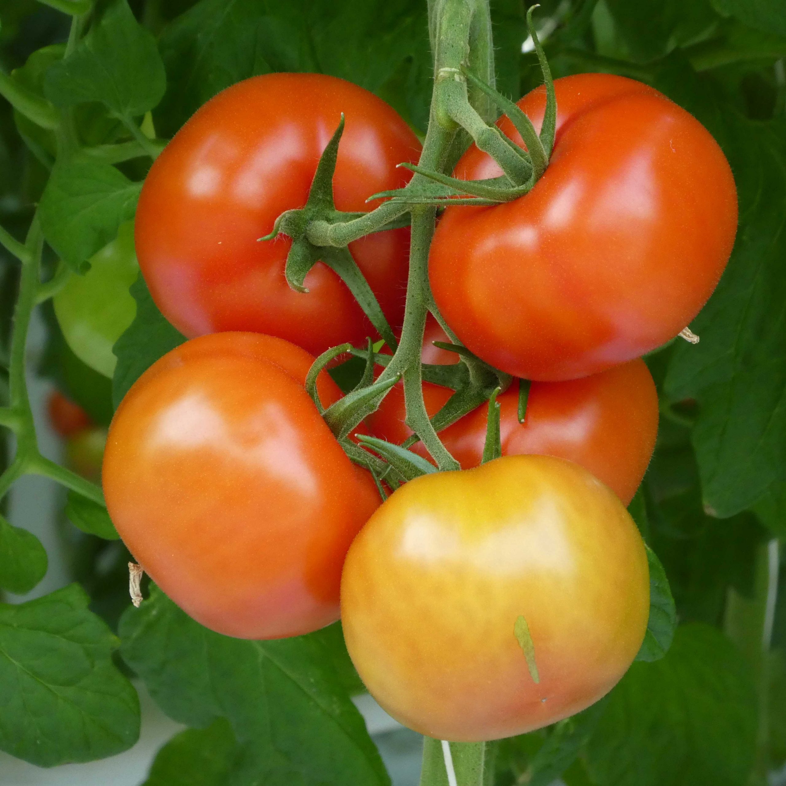 Image 04