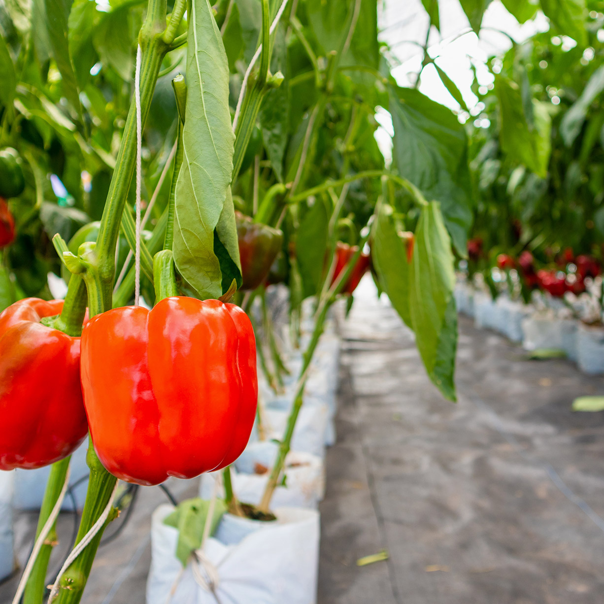 Bell Pepper