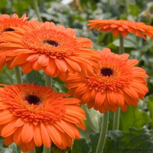 Flowers1