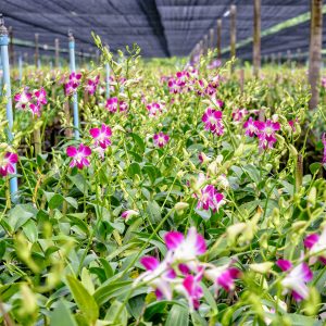 Orchids