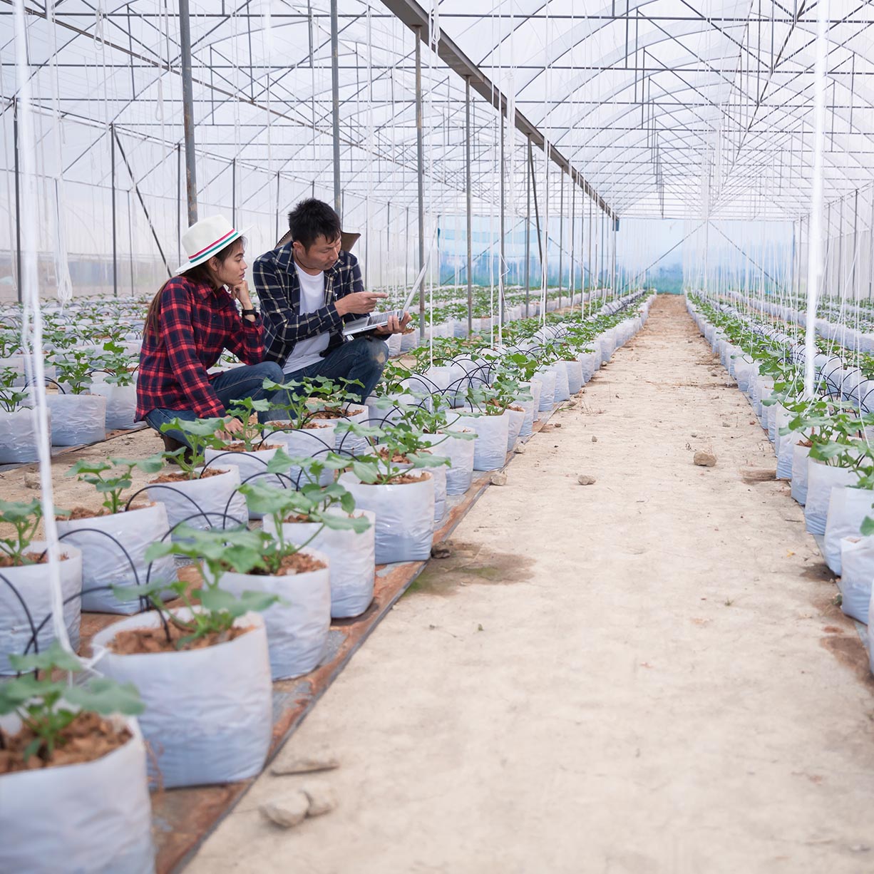 green house
