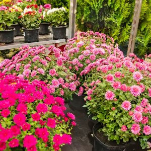 home garden