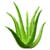 aloe