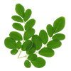 moringa